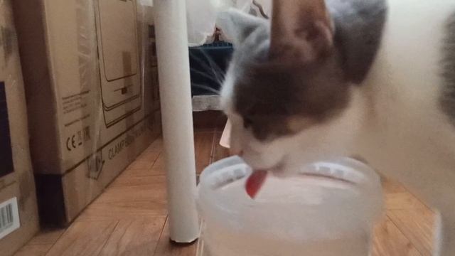 Влог.Бусик и водичка 💦 👀🐱🤣 #влог #коты #вода