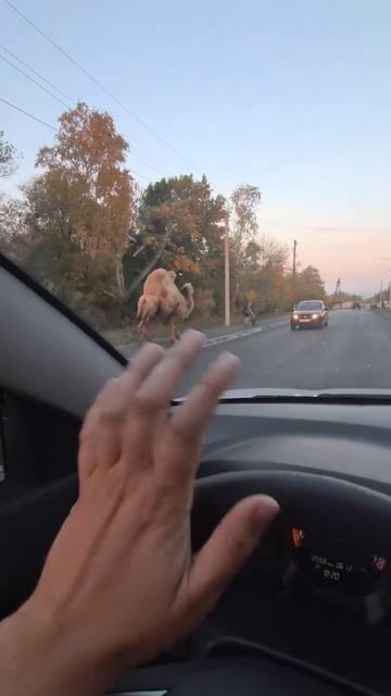 Обычный день в Варгашах По дороге спокойно идут верблюды.