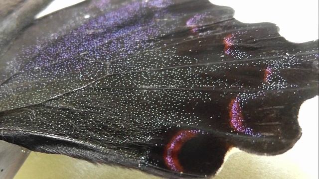 ИЗ МИРА: 233. Papilio Bianor (хвостоносец бианор)