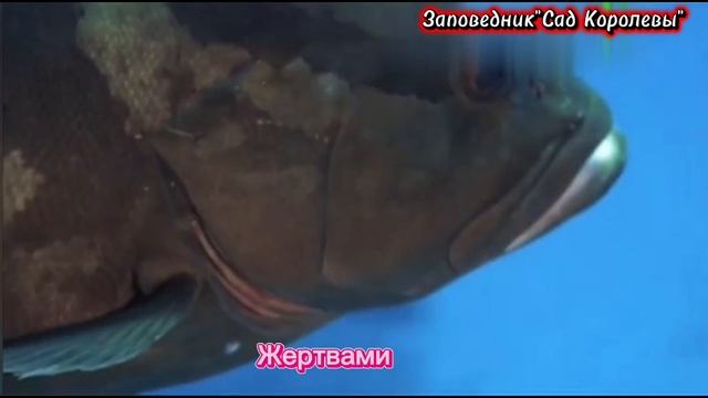 Заповедник 