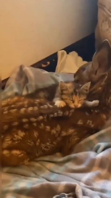 Это видео здесь для того, чтобы восстановить ваше душевное равновесие ❤️