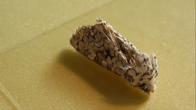 Hecatera Cappa (совка каппа)
