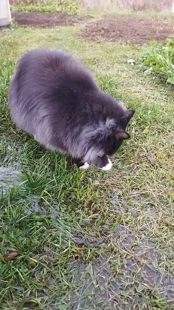 МИШКА 😻😻😻УВИДЕЛ ВОДУ 💧💦💧И ПИТЬ, И ПИТЬ 😍😍😍#кот#веселыекоты