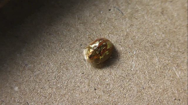 Cassida Subreticulata (щитоноска гвоздичная)