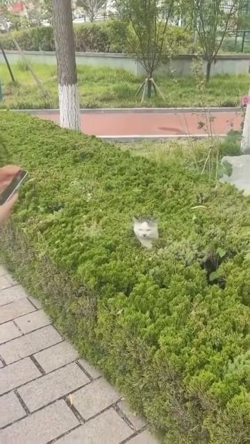 Хранитель цветущего сада