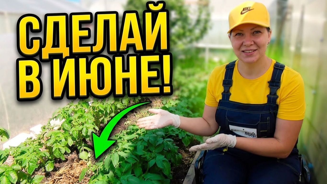 Основной уход за посадками картофеля в июне.