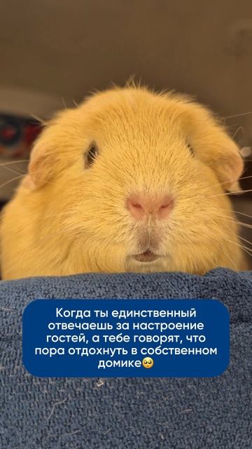 Приходите в гости в Моресвинок, что бы погладить и покормить пушистиков