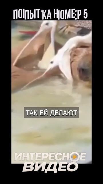Пеликан пытается съесть капибару 😱🤣
