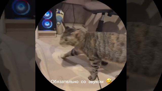 Как разговаривает Чаузи
