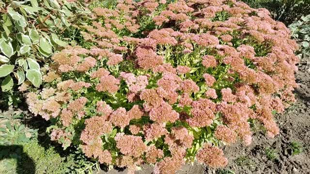 Что-то я сегодня говорю обо всём только не о цветах.
