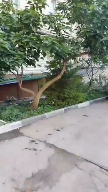 Как у нас во дворе! Есть девчонка одна... Я гляжу ей в след! Напрасно?
