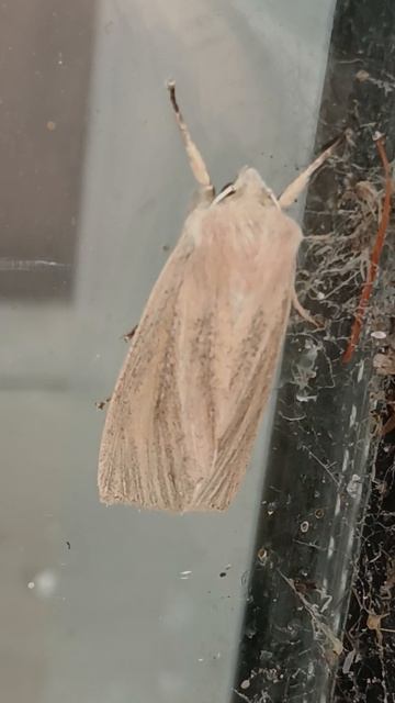 Совка полосатая бледная (Mythimna Pallens), бабочка из семейства совок (Noctuidae)