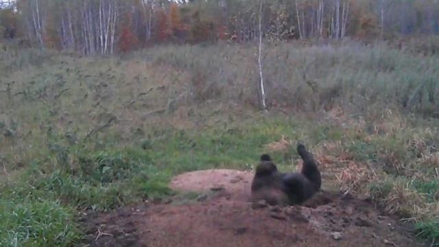 Видео фото ловушки