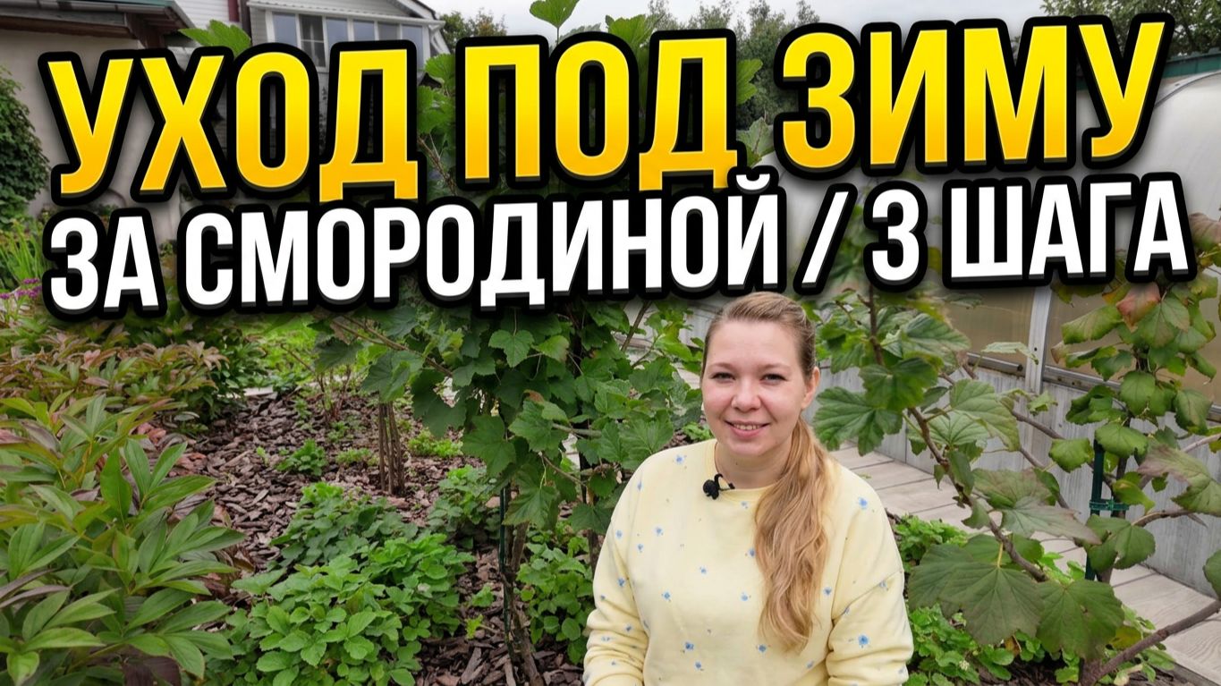 Осенний уход за смородиной: полив, обрезка и главная подкормка под зиму.