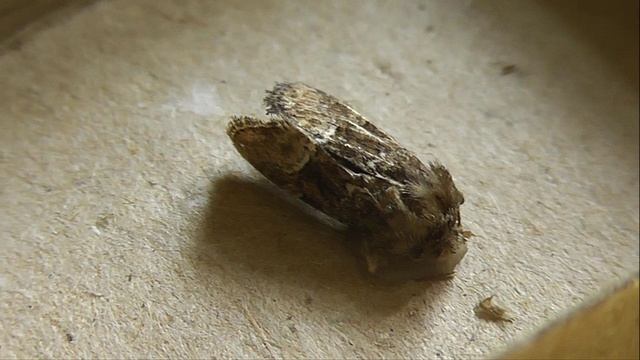 Oligia Latruncula (совка злаковая шашечная)