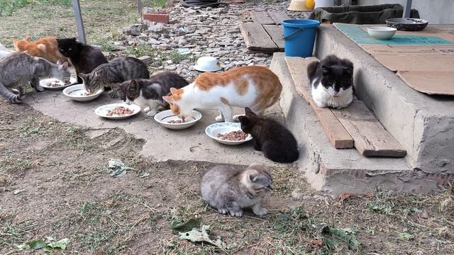 Репортаж про котиков😺🐱😻🏠