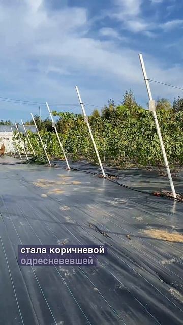 Снимаем последние грозди  на большом винограднике🍇VinogradUS 🍇 Виноградник Александра Уставщикова