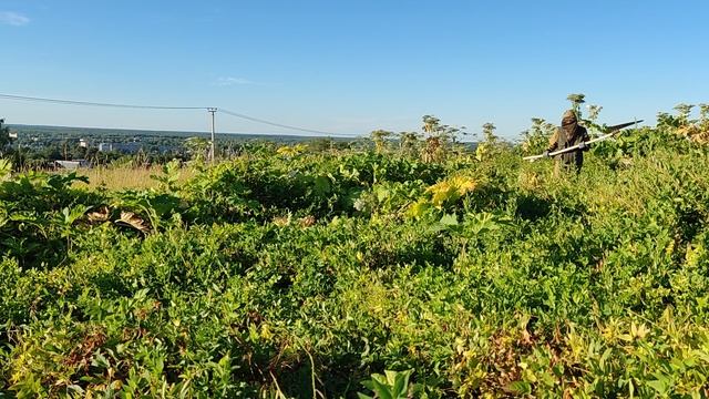 07072024. Попова гора. Борщевик.