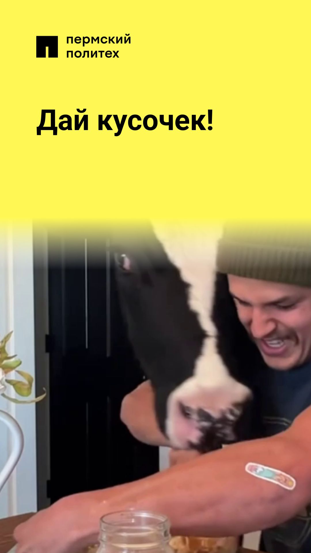 Дай кусочек!