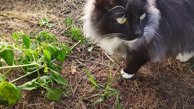 МИШКА 😻😻😻ОГОРОДНИК 💪💪💪👌👌👌🥰🥰🥰#кот#веселыекоты