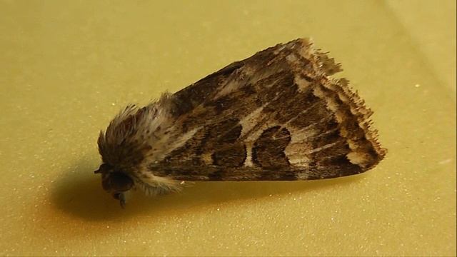 Protoschinia Scutosa (совка полынная)