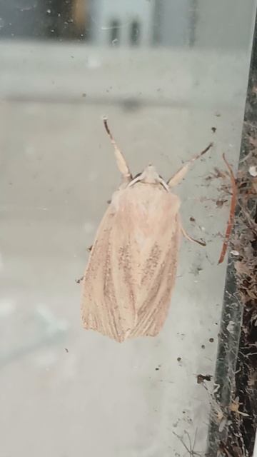 Совка полосатая бледная (Mythimna Pallens), бабочка из семейства совок (Noctuidae)