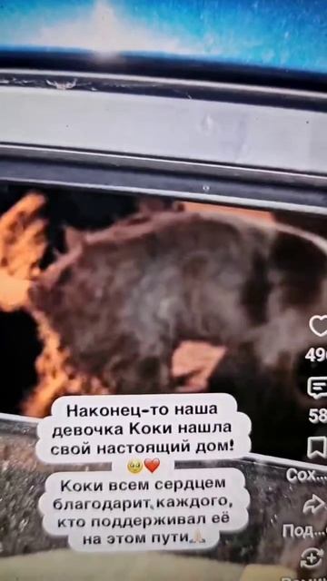 Спасение спаниельки от доброго персонажа
