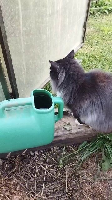 МИШКА 😻😻😻ЕГО ЛЮБИМАЯ🥰🥰🥰ЛЕЙКА ☔💦💧#кот#веселыекоты