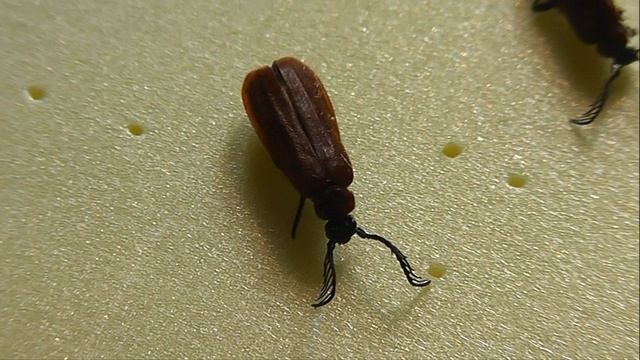 Schizotus Pectinicornis (огнецветка гребнеусая)