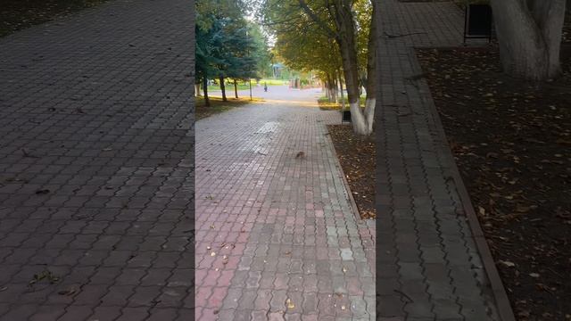 Две белки играют😉