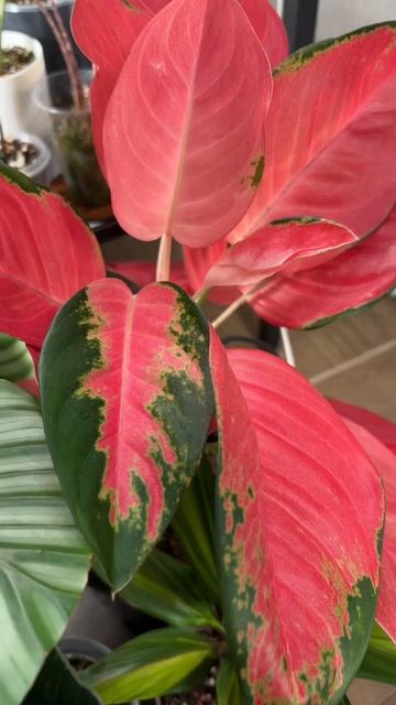 Мои красотки #калатеяорбифолия #plants  #аглаонема
