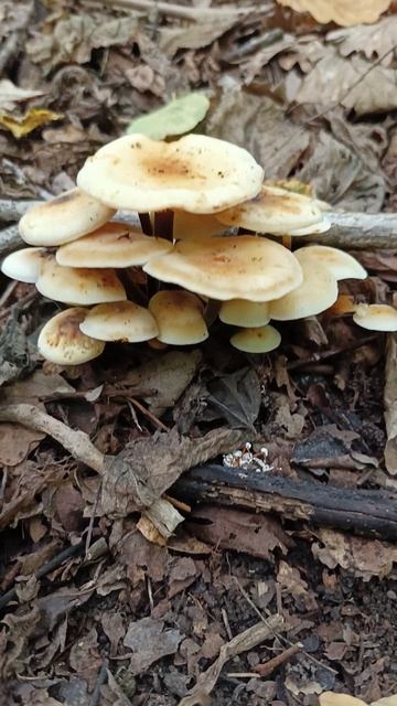 Фламмулина Фенны Flammulina Fennae
