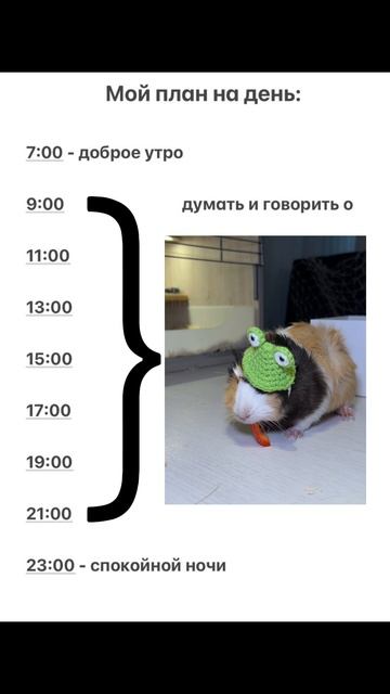 Приходите в гости в Моресвинок, что бы погладить и покормить пушистиков