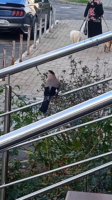 Красивая птичка 🐦🤗👀 #влог #птички #жизнь