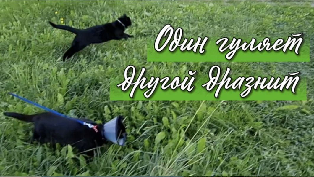 Кот Миша на больничном: прогулка на поводке и дерзкий Симба, который дразнит!