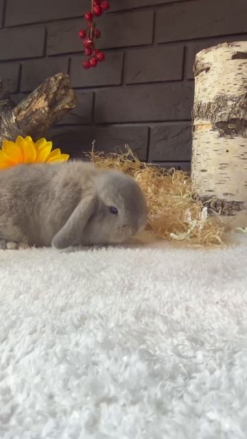просто кролик