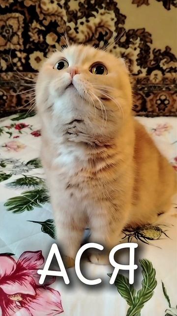 Главный Аргумент кошки АСИ