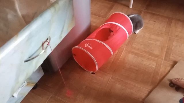 Влог.Утро Бусика 🐱🤗👀🤣 #утро #коты