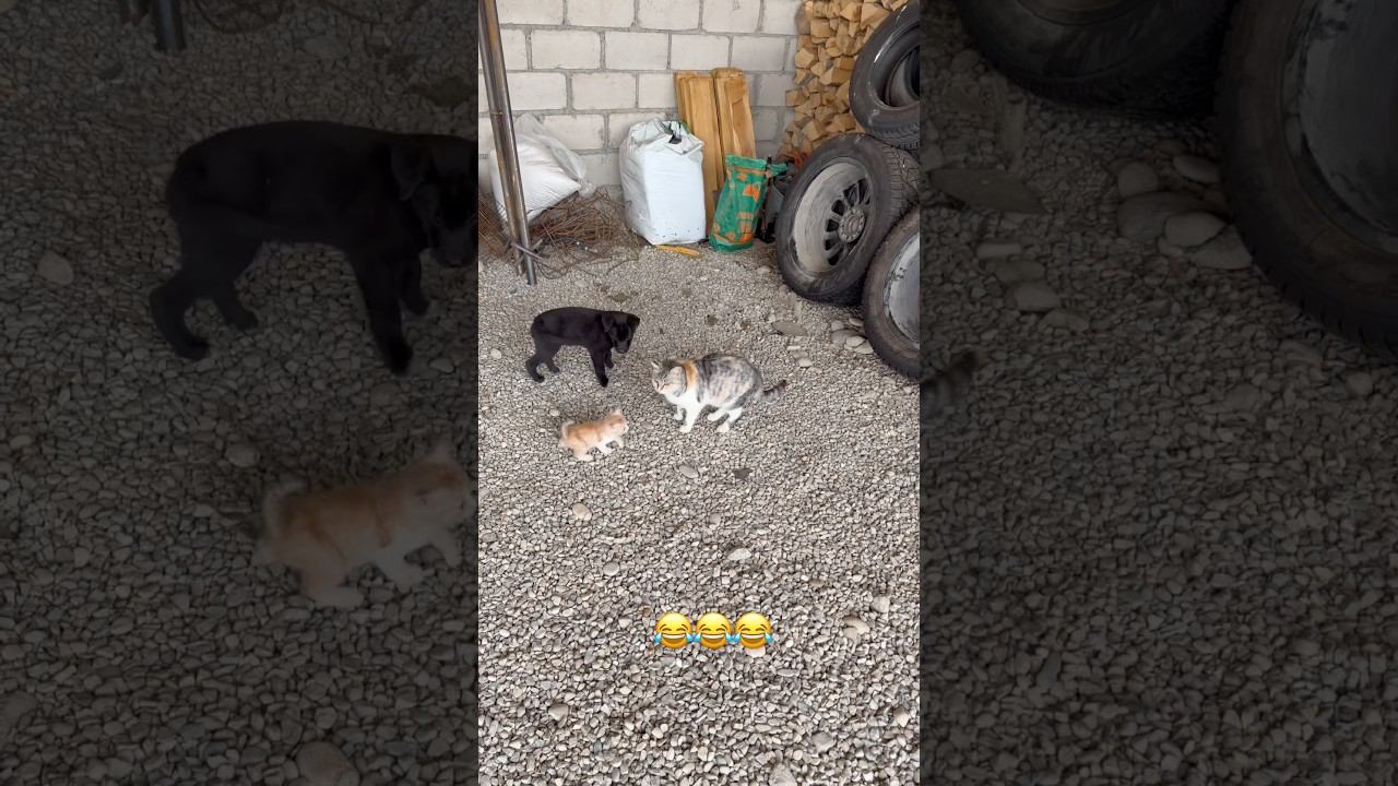 Самые Милые Друзья: Кошка и Собака  юмор лесной равнины прикол automobile топ сад горы