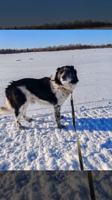 Мой пёс Дружок.