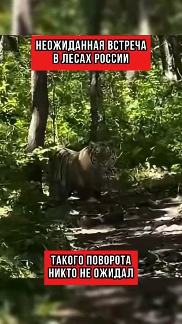 Неожиданная встреча в лесах России, такого поворота никто не ожидал