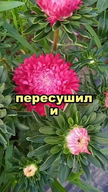 Сделай так и твои Астры будут цвести до зимы 🌼