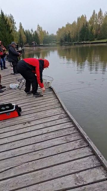 Форель поимка