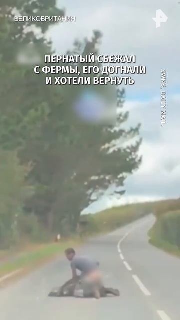 Человек проиграл эму? Момент драки с птицей на дороге в Британии попал на видео.  Пернатый сбежал с