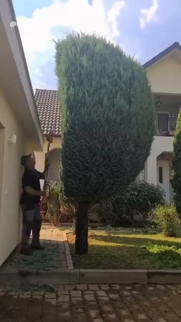 ✂️Стрижка хвойных это прекрасно! 😍