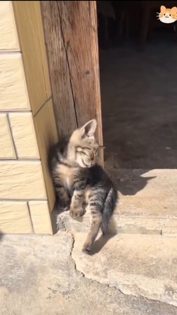 Любимые котики 