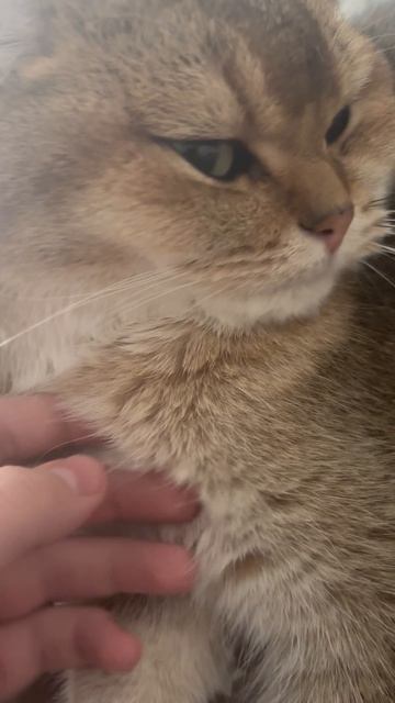 Котик