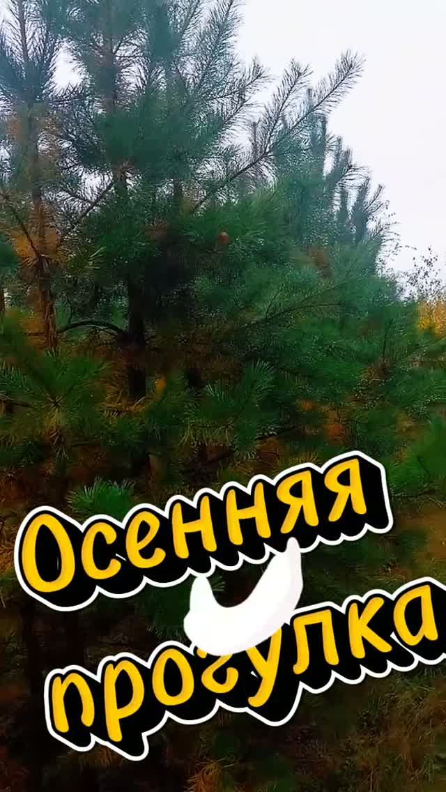 Осенняя прогулка