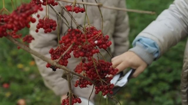 Плачет осень