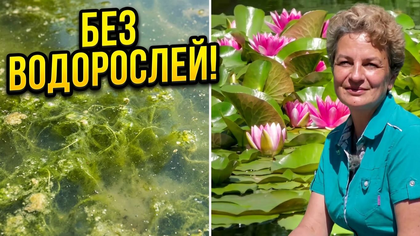 Красивый чистый пруд – это несложно